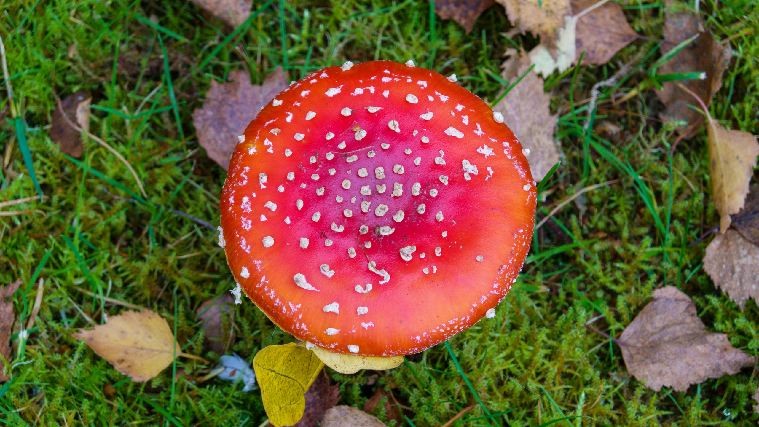 20211020_150918_DSC-RX100M7_DSC02340