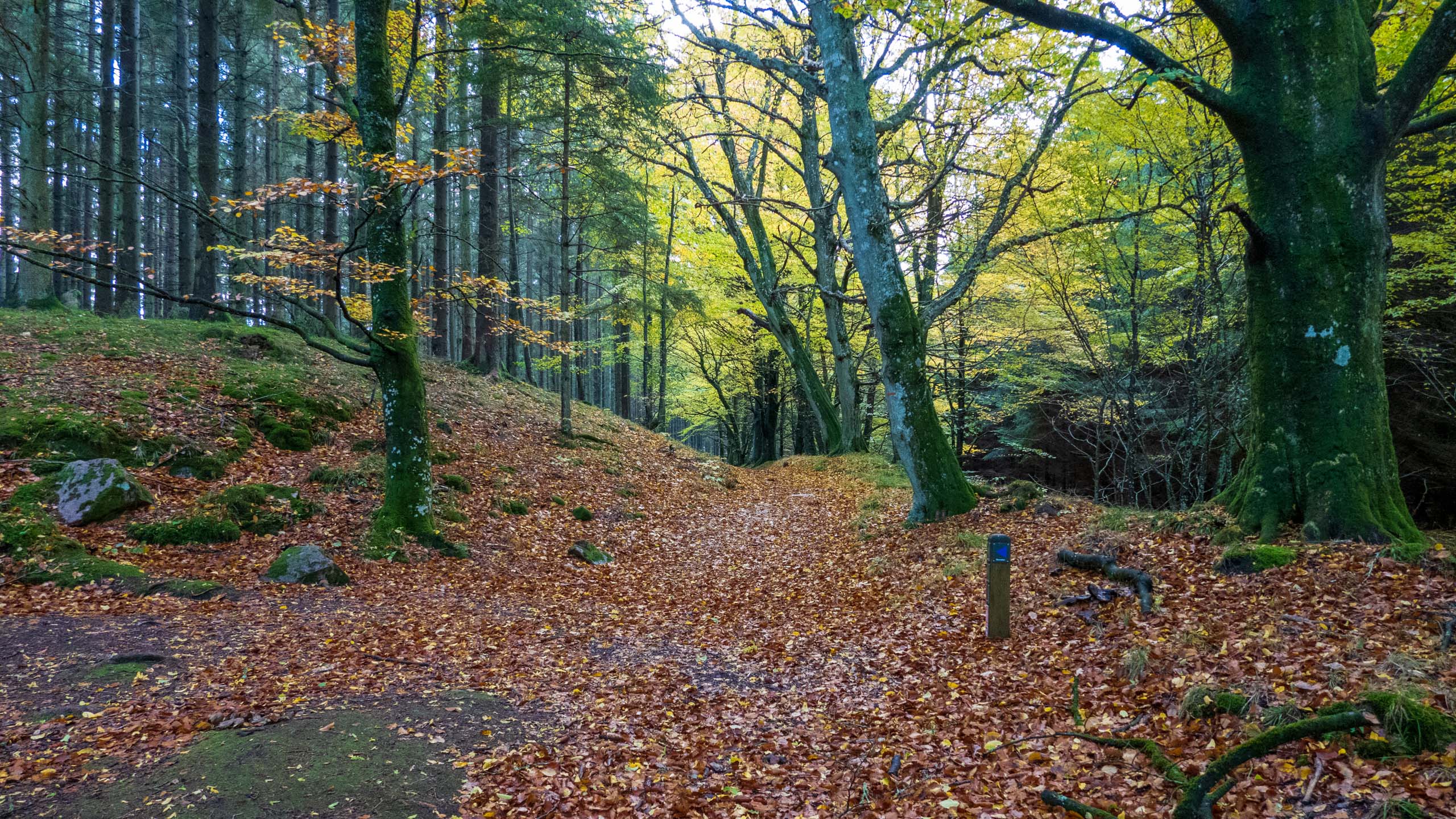 20211022_161536_DSC-RX100M7_DSC02384