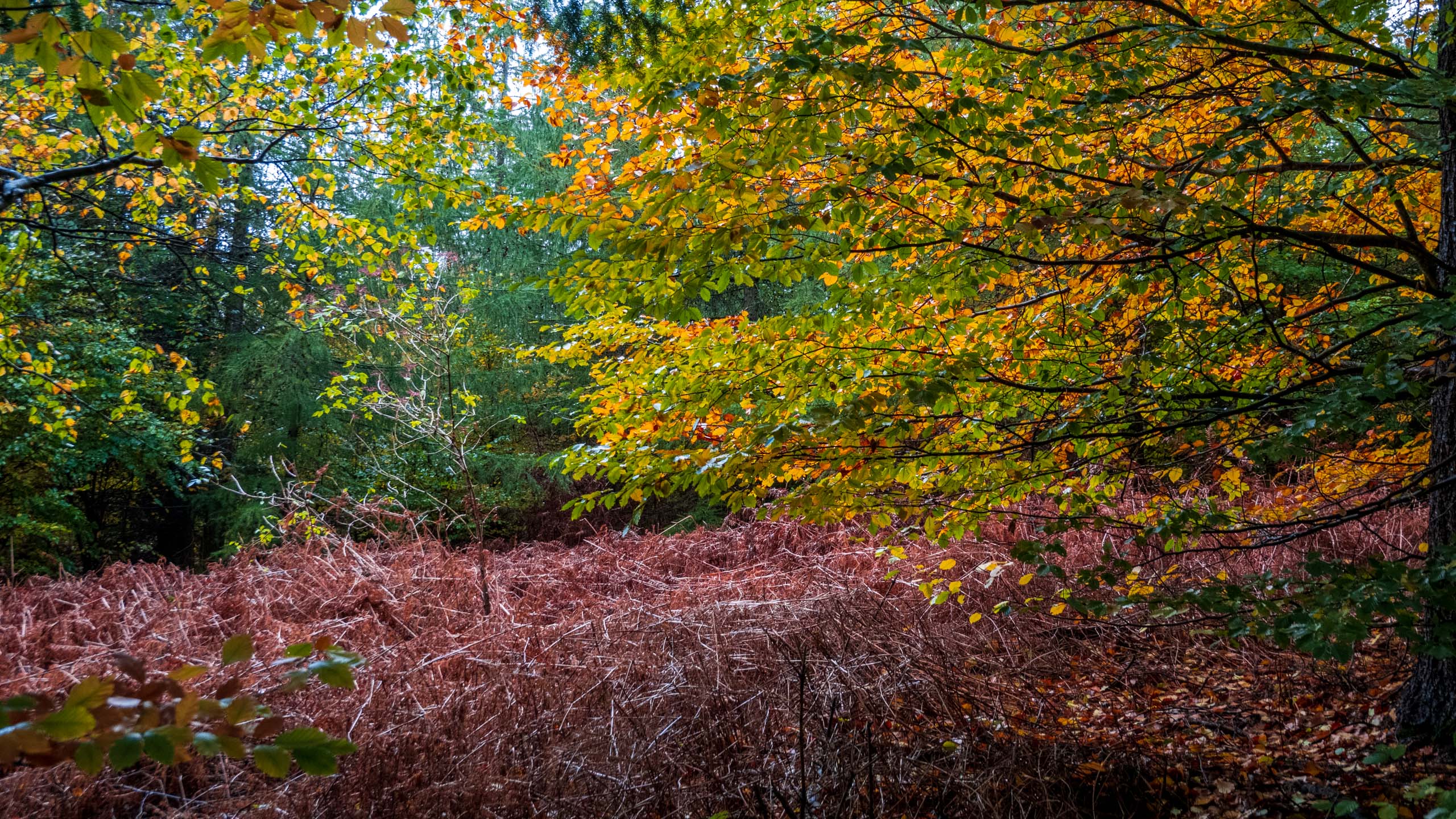 20211022_161839_DSC-RX100M7_DSC02389