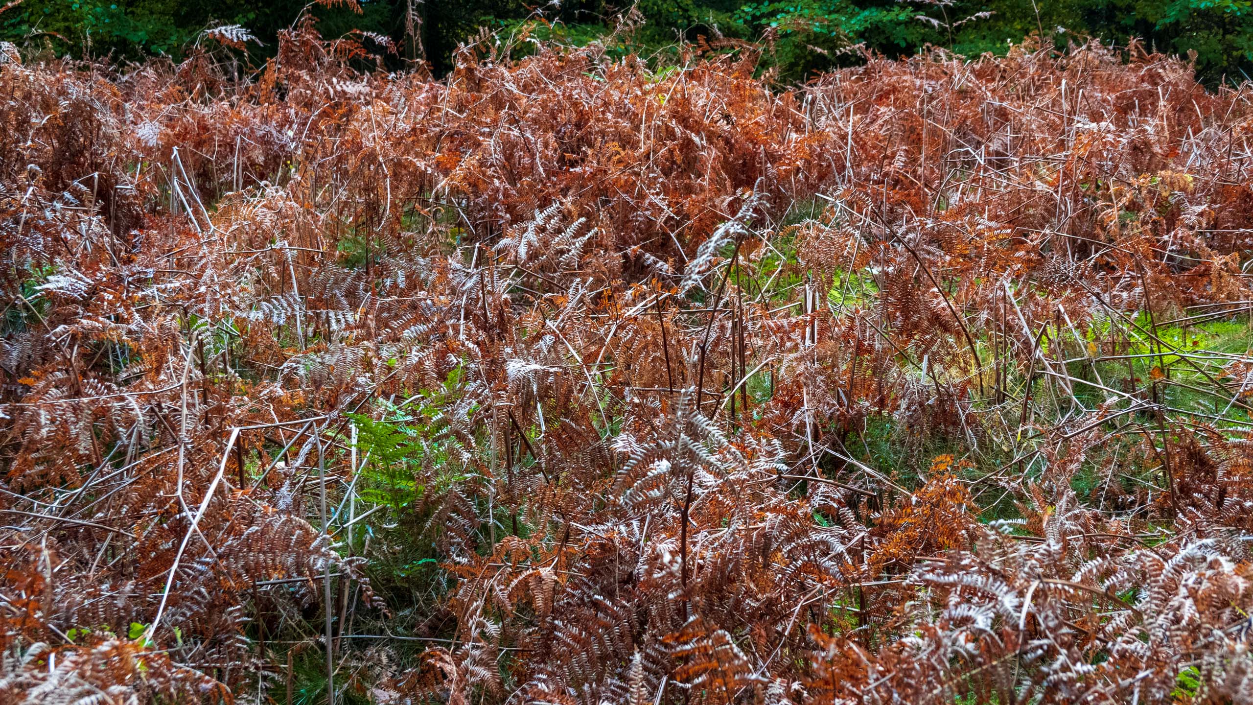 20211022_161919_DSC-RX100M7_DSC02390