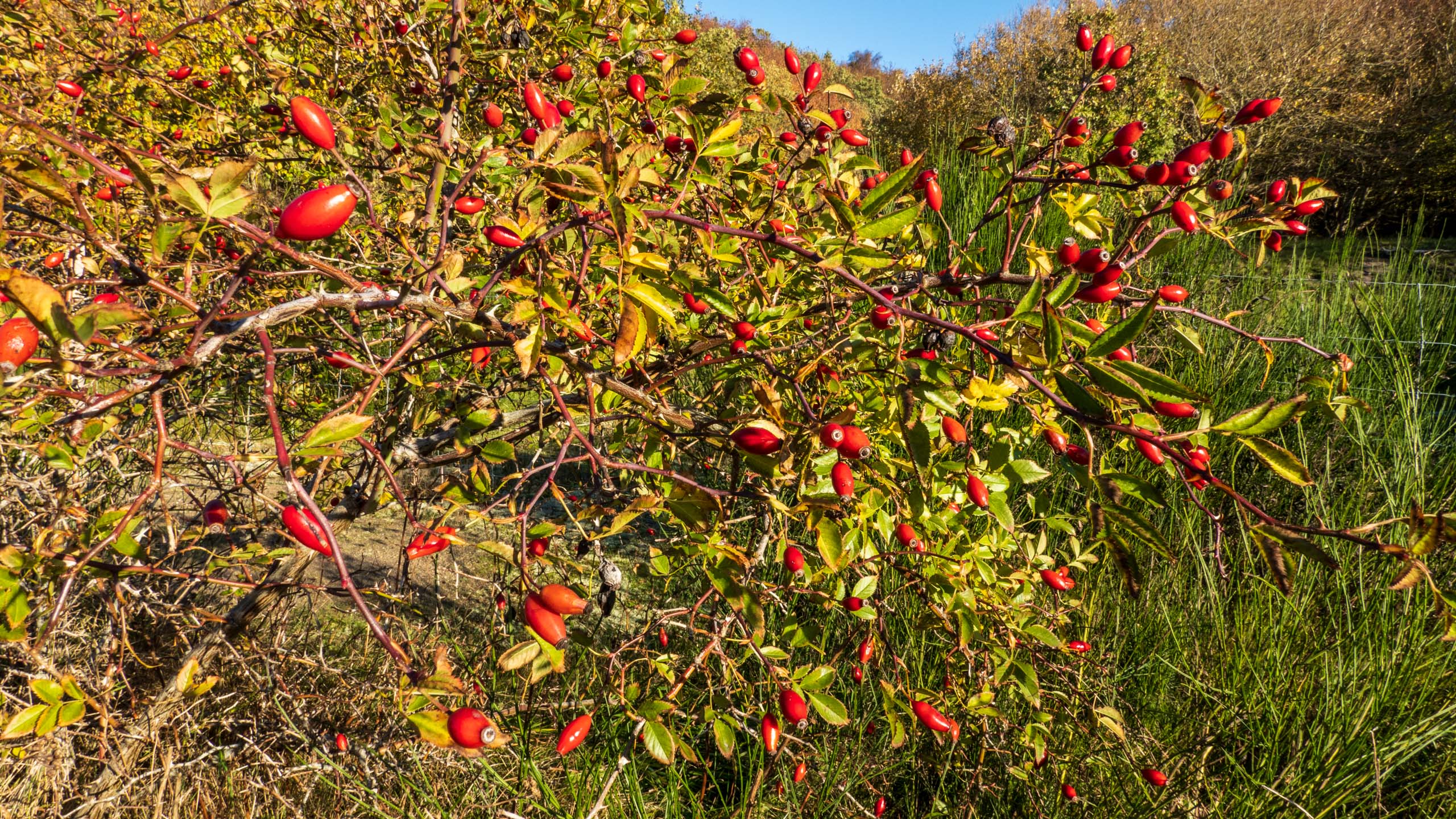 20211025_105816_DSC-RX100M7_DSC02454