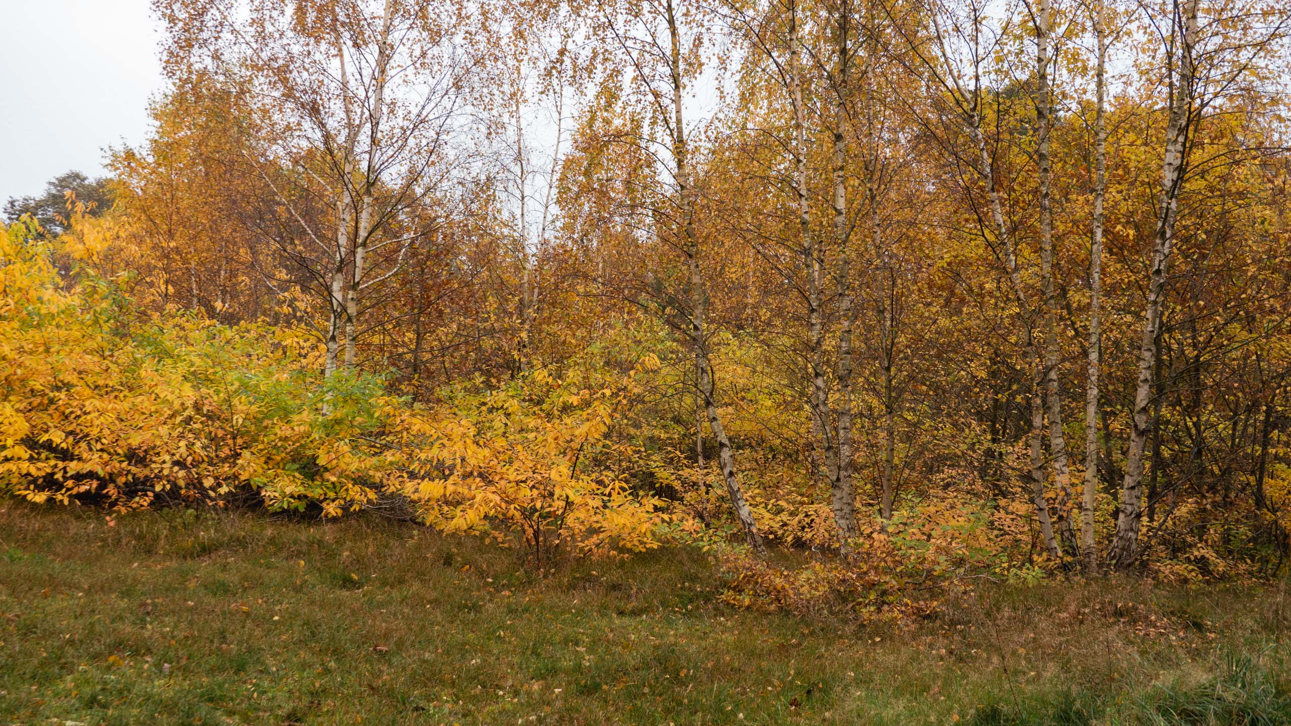 20211028_123434_DSC-RX100M7_DSC02481