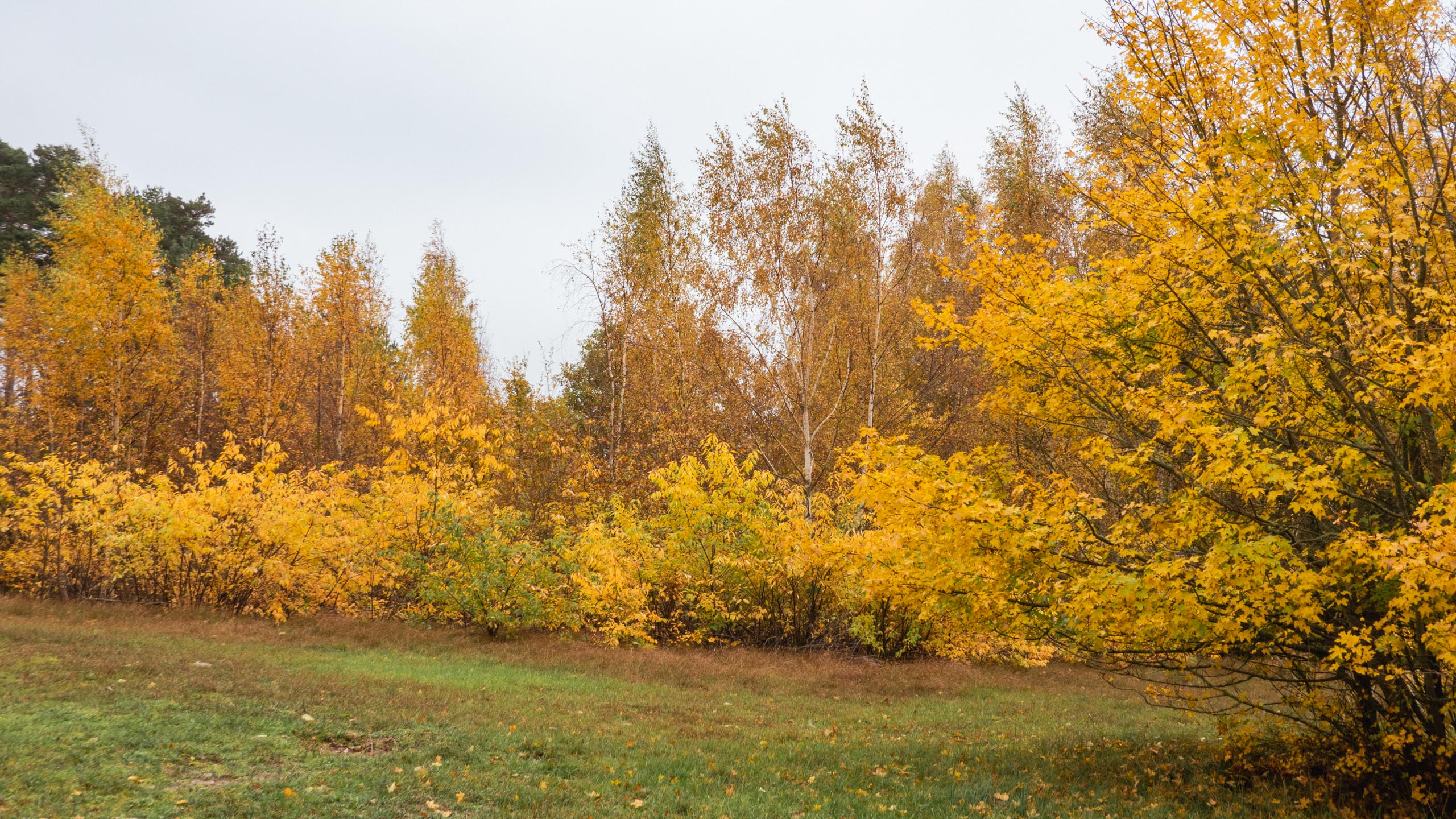 20211028_123521_DSC-RX100M7_DSC02484