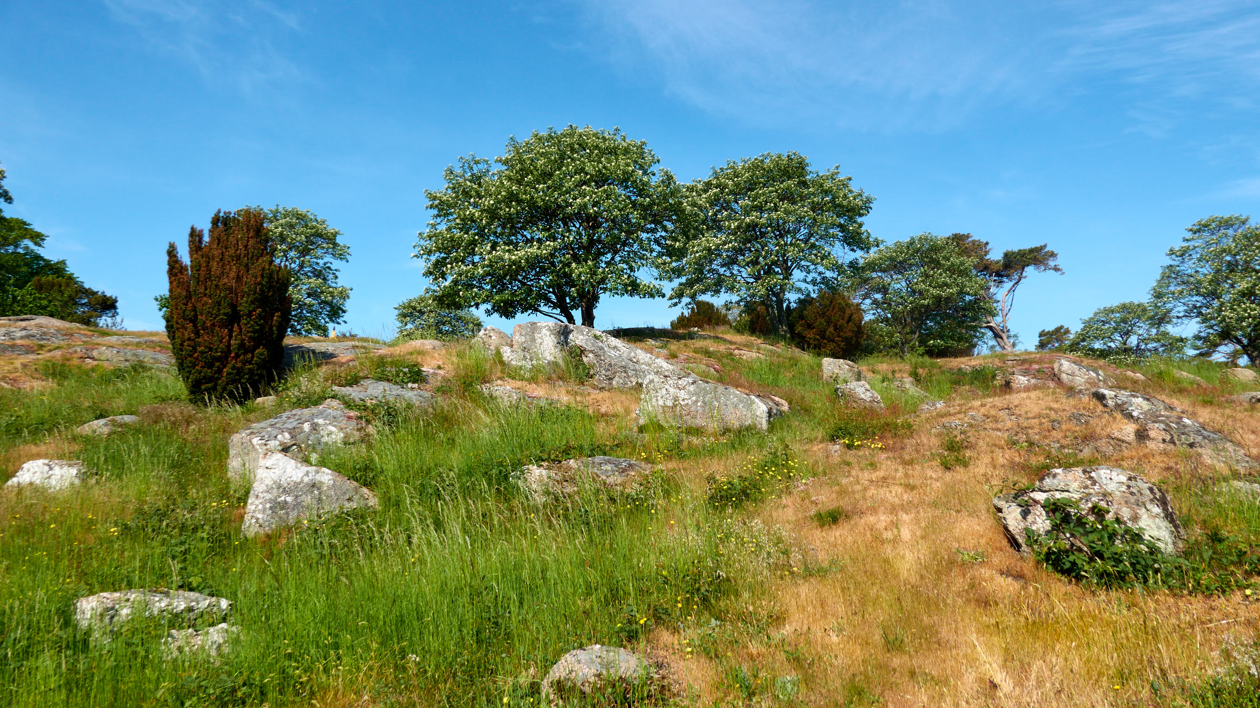 2021-06-05_DSC-RX100M7_DSC00257