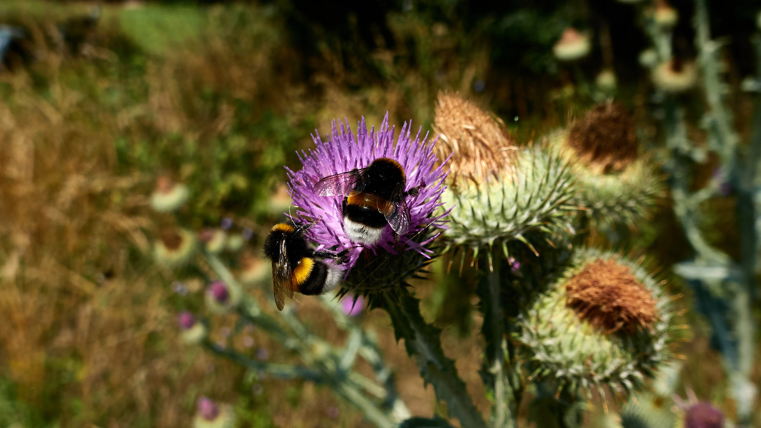 20210718_113928_DSC-RX100M7_DSC01009