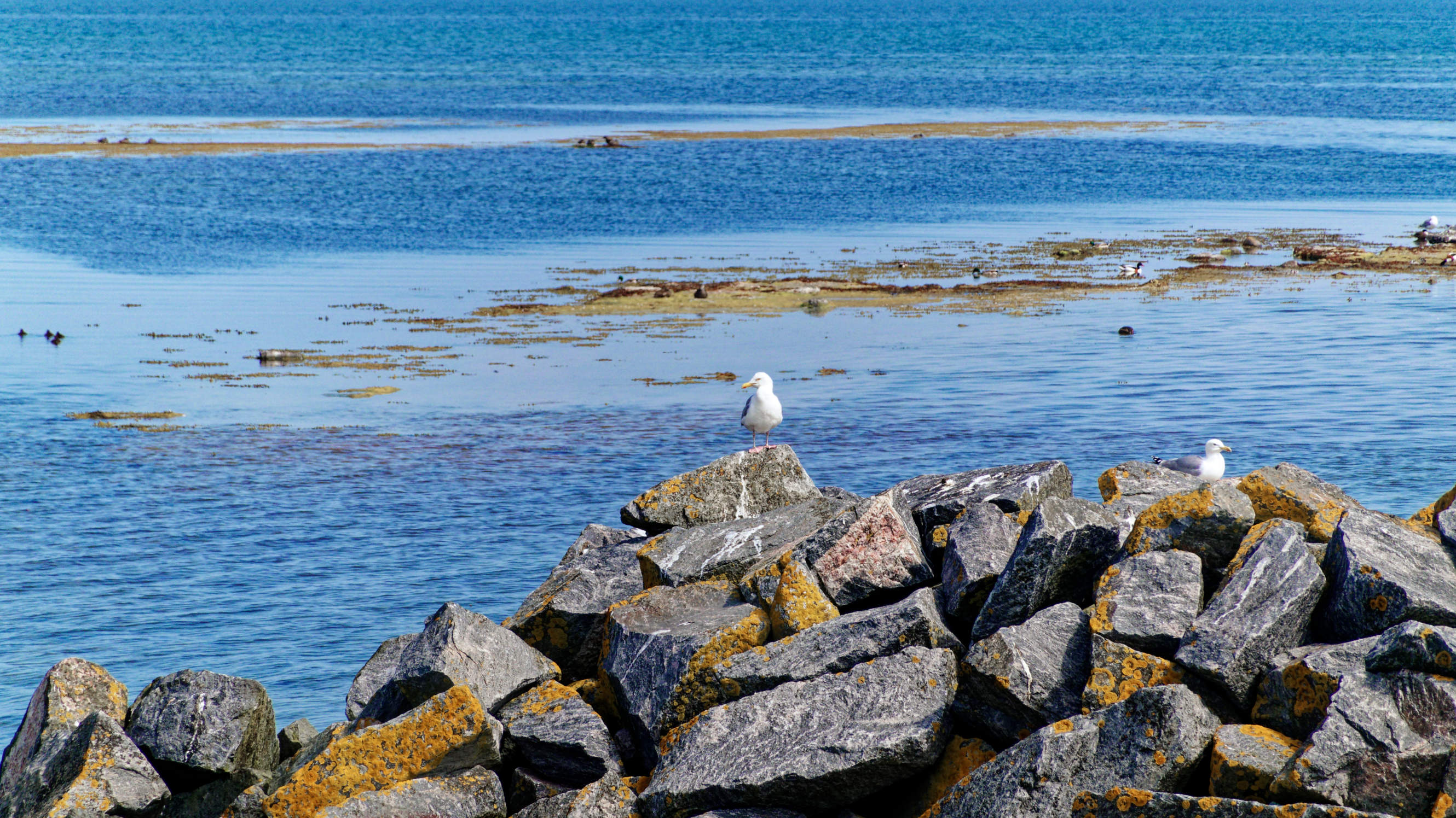 2021-06-10_DSC-RX100M7_DSC00342