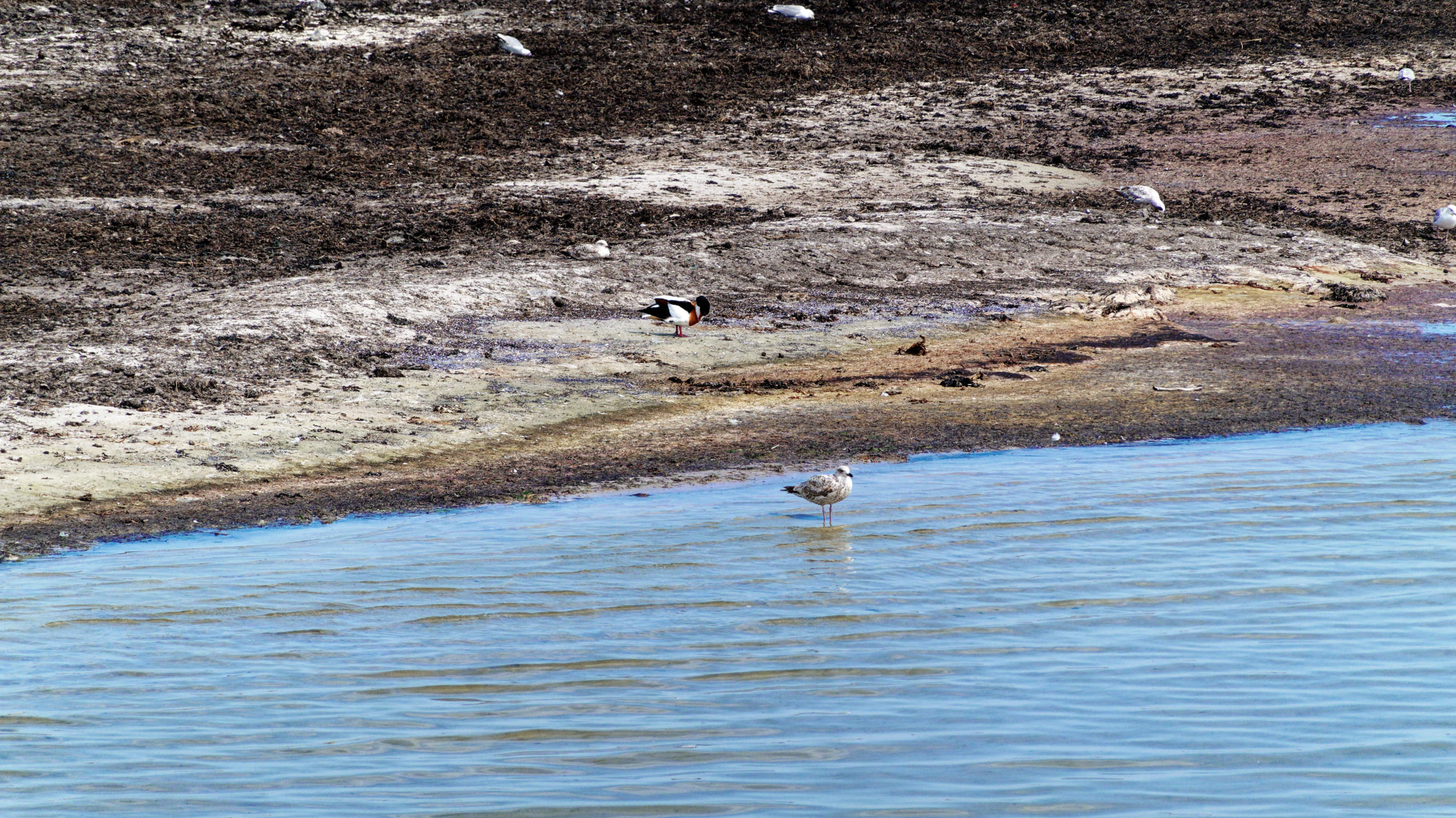 2021-06-10_DSC-RX100M7_DSC00347