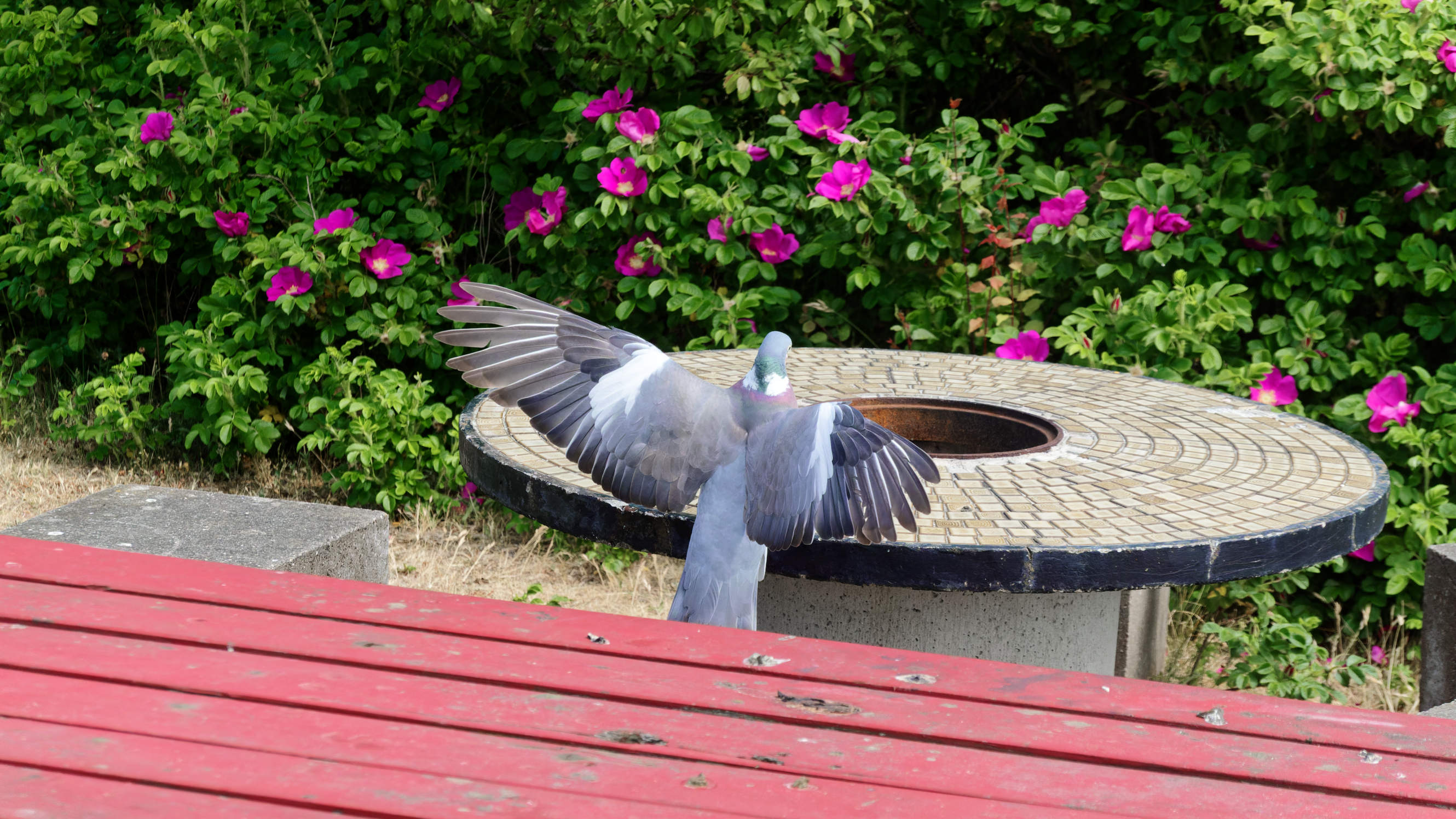 2021-06-10_DSC-RX100M7_DSC00379