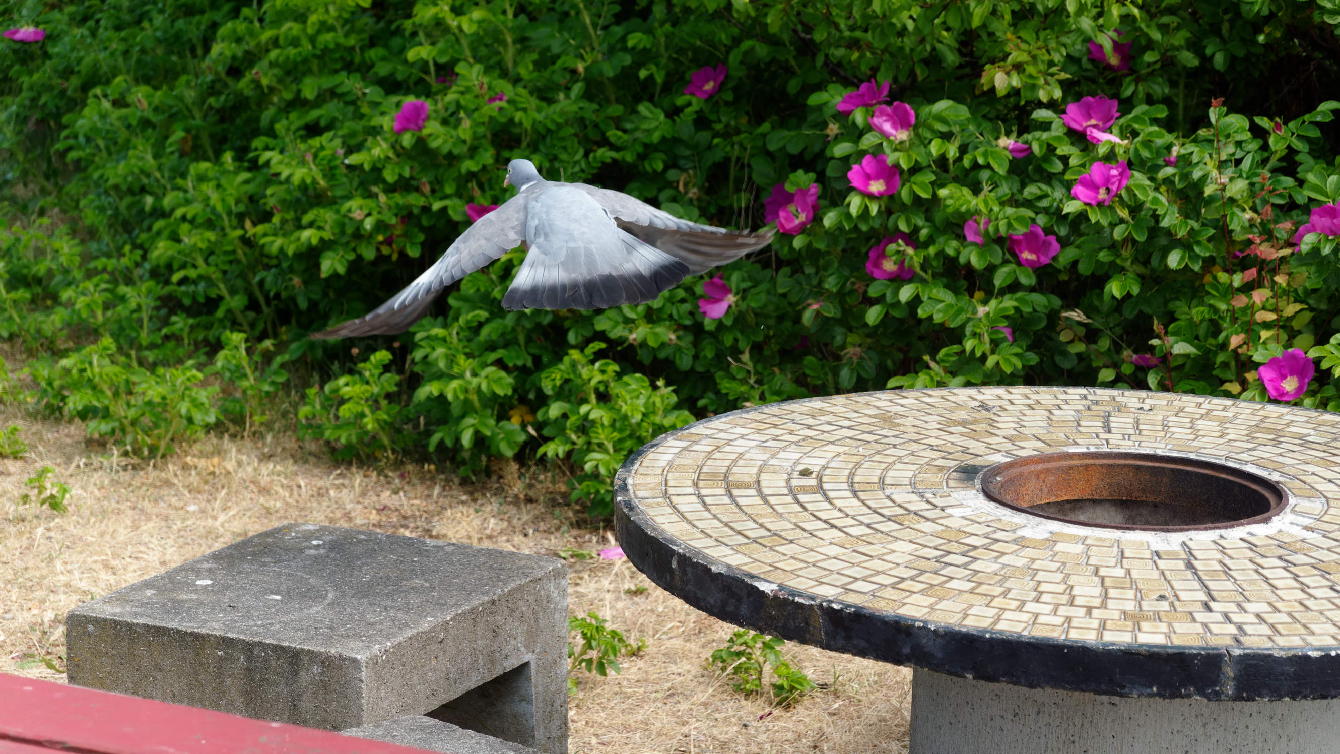 2021-06-10_DSC-RX100M7_DSC00386