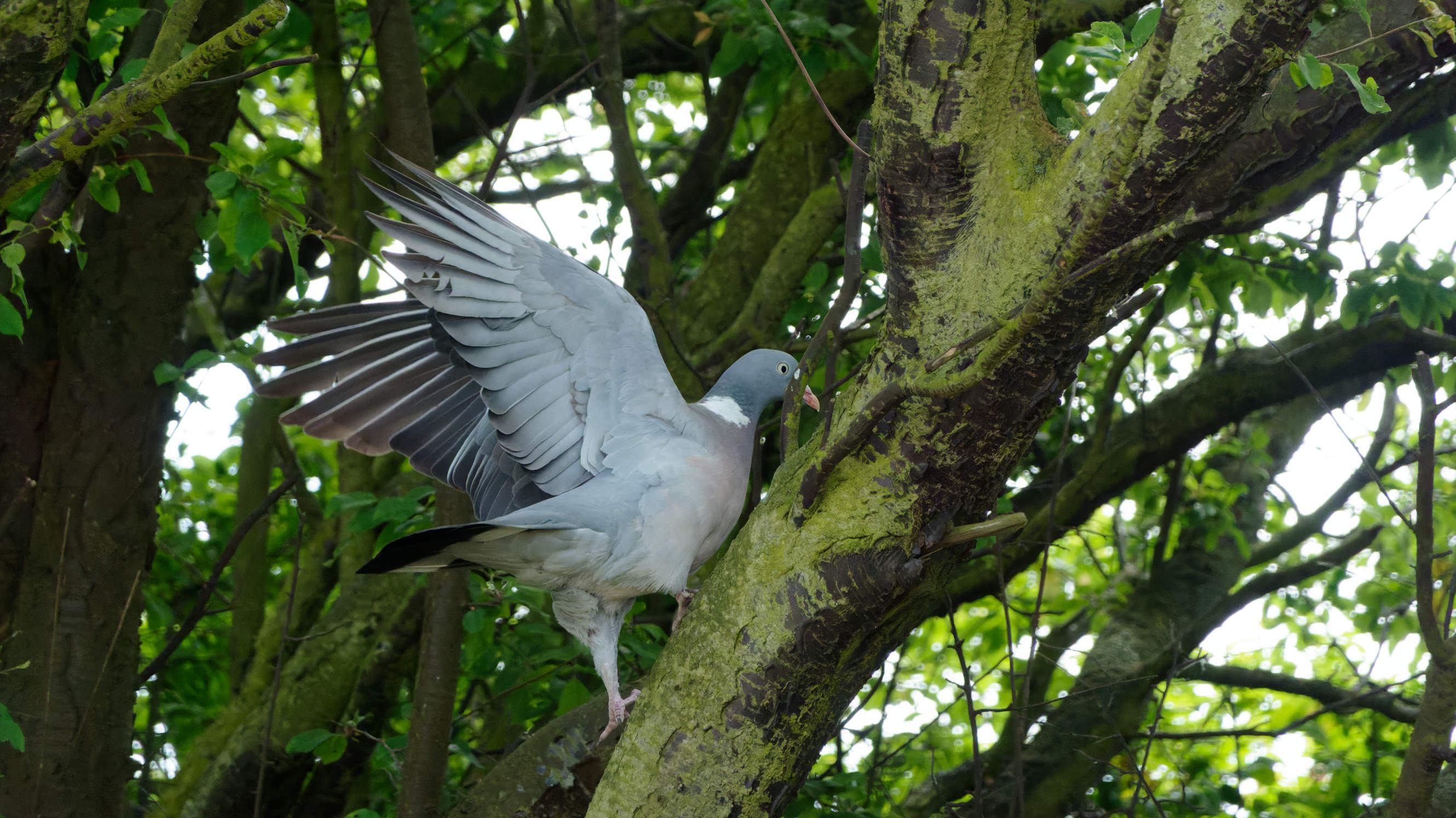 2021-06-10_DSC-RX100M7_DSC00402