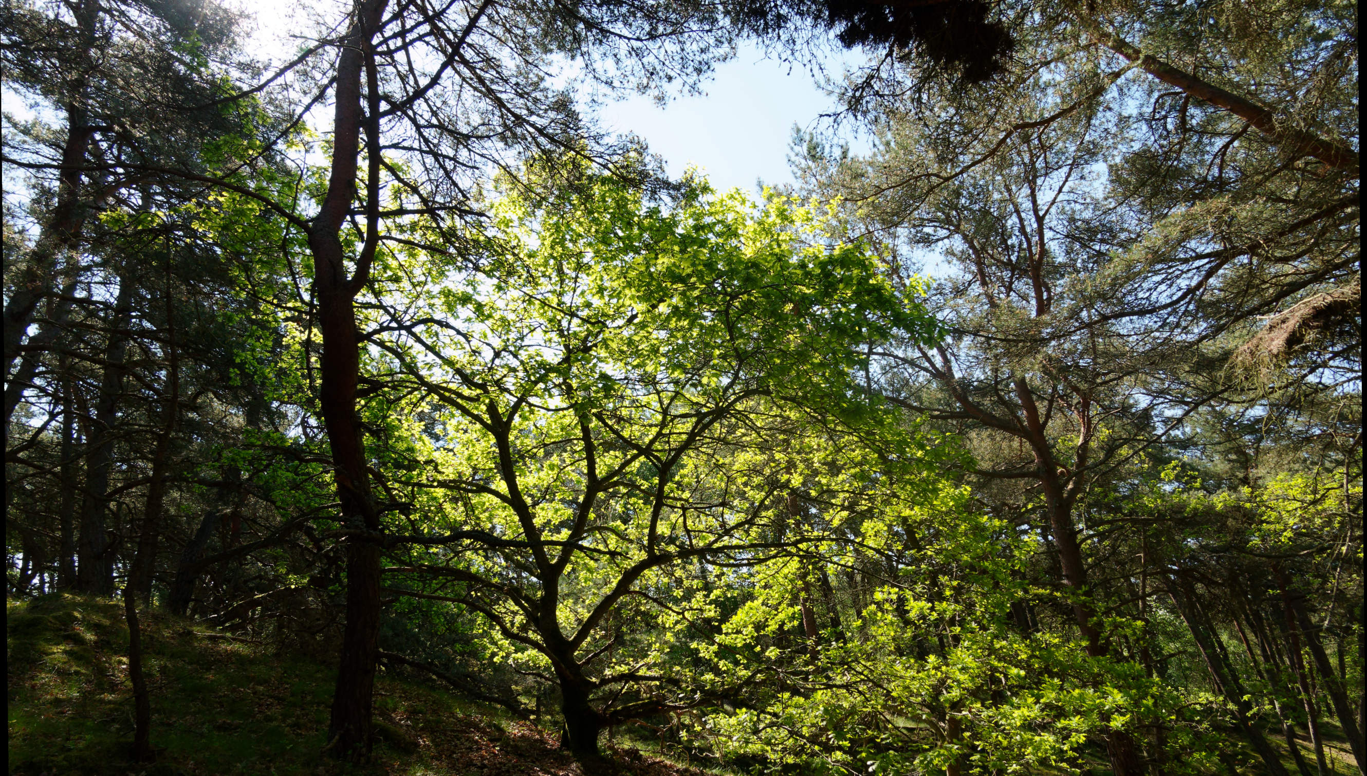 2021-06-03_DSC-RX100M7_DSC00117