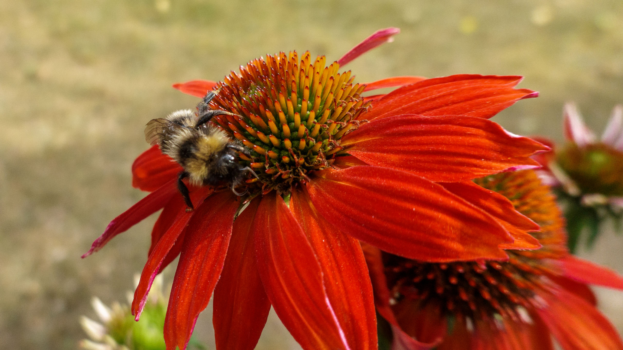 20210725_155959_DSC-RX100M7_DSC01345