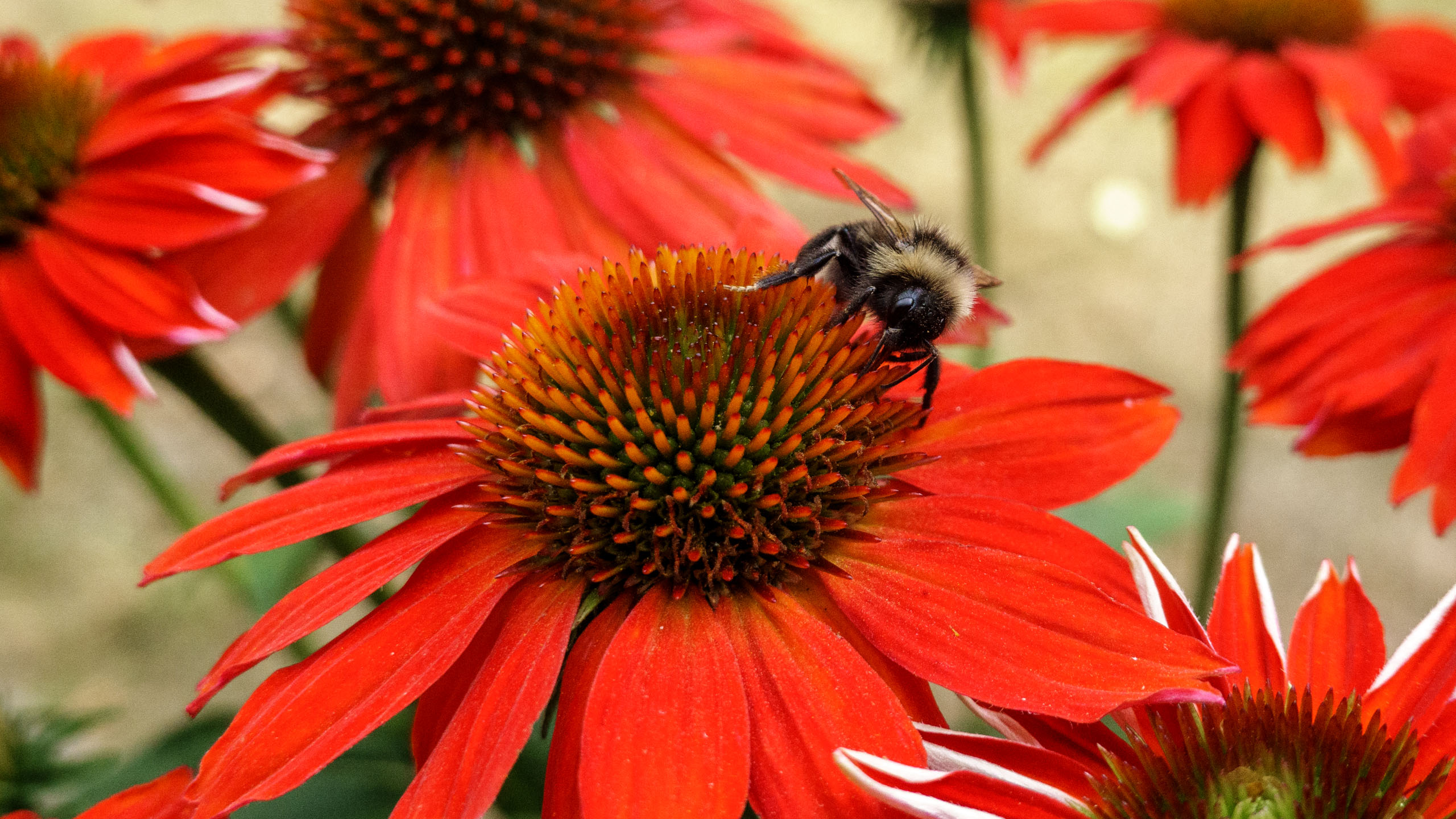 20210725_160203_DSC-RX100M7_DSC01353